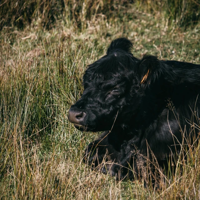 a black cow laying in a field of long grass