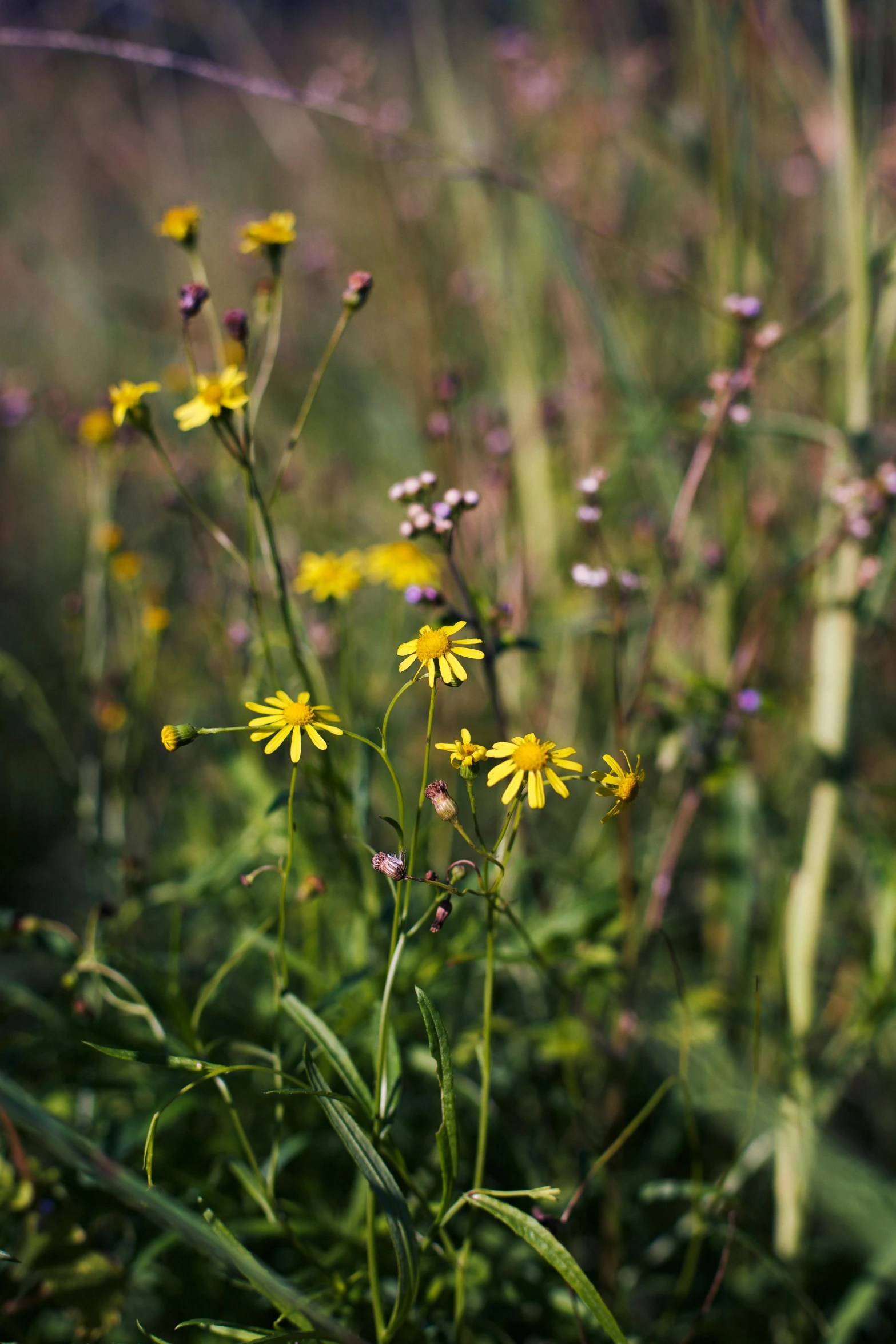 a bunch of flowers sitting next to each other