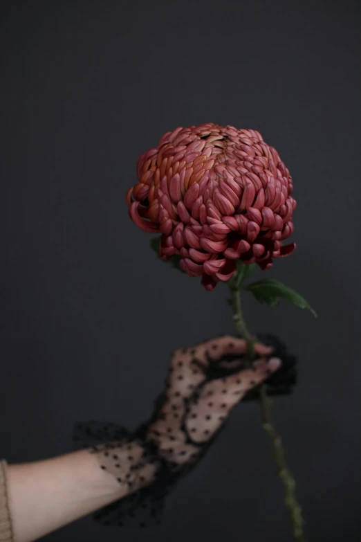 a pink flower on top of a dark background