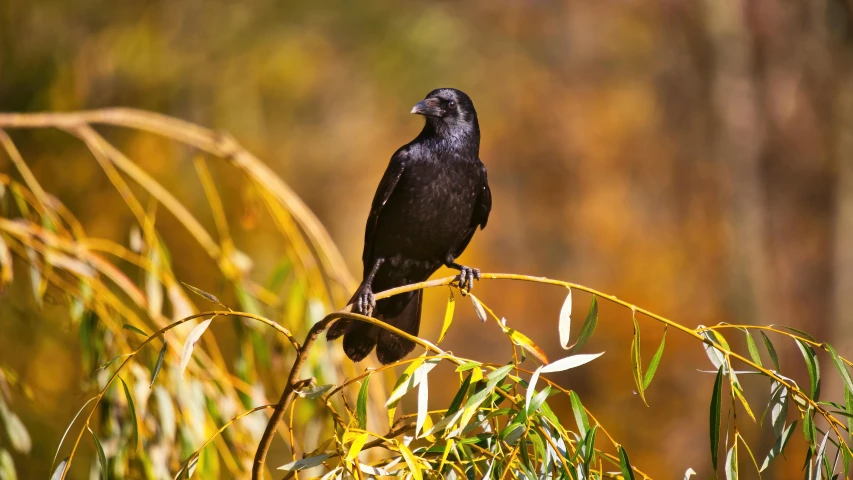 black bird sitting in a nch with leaves