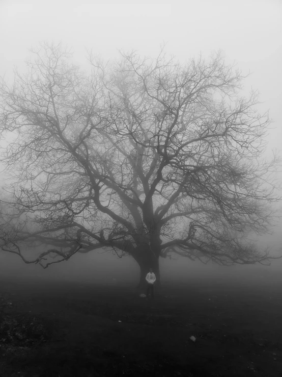a lonely, spooky tree sits in the distance in a foggy field