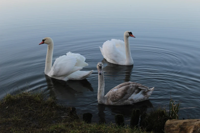 two swans and one cyan are swimming in the water