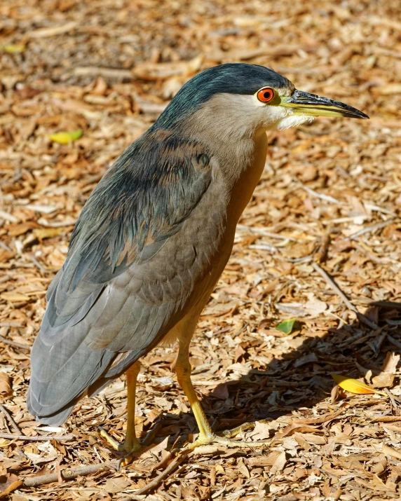 a green heron standing on dry brown leaves