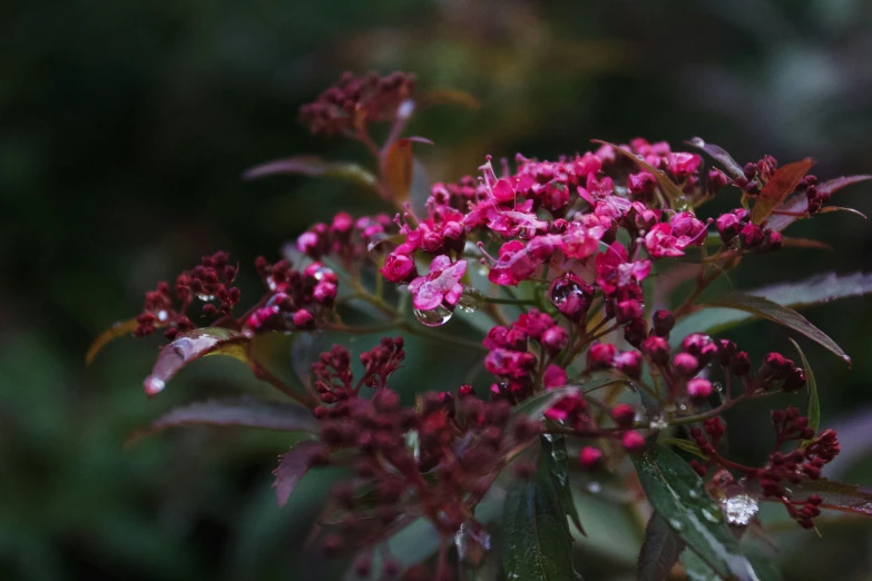 a bee flying toward a bush filled with pink flowers