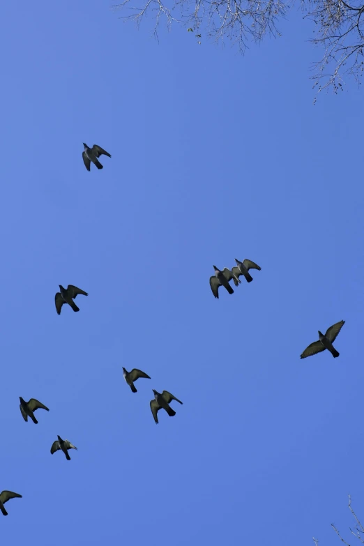 a large group of birds flying in formation