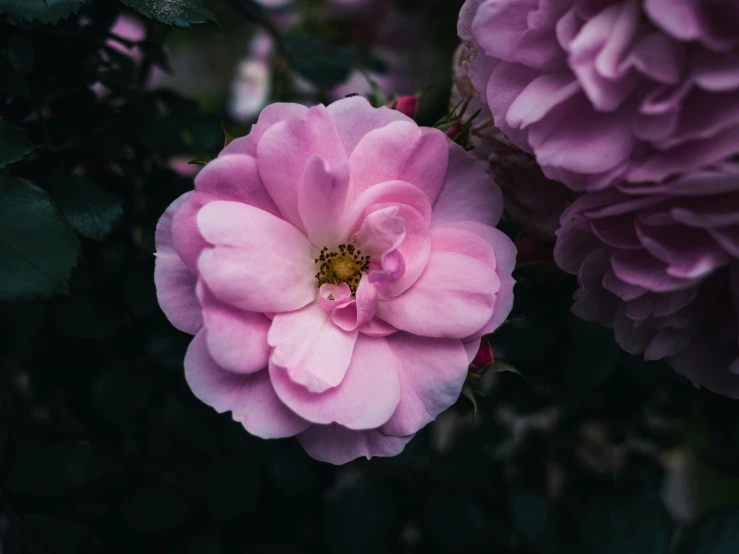 a single pink rose is next to some green leaves