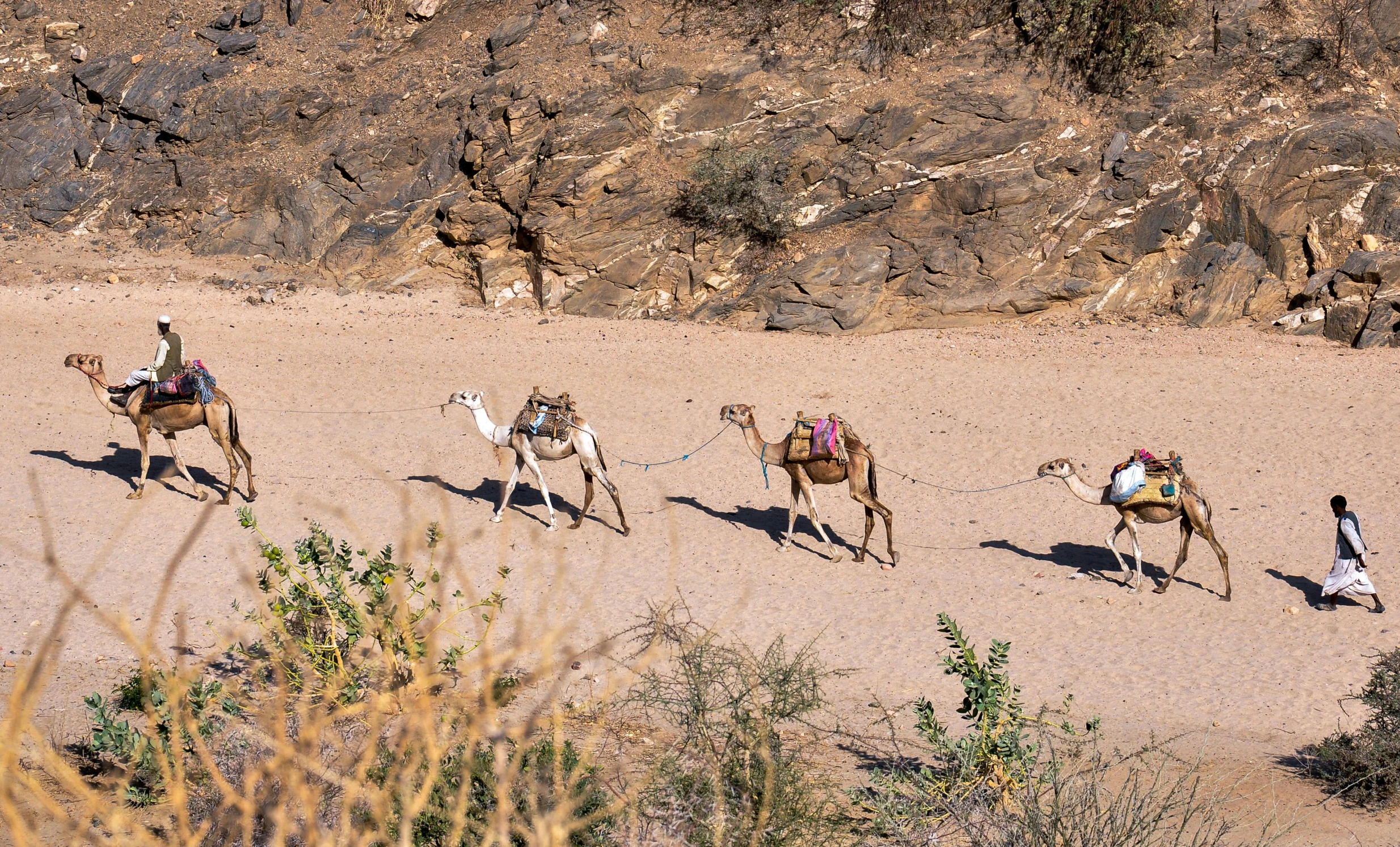 four men riding three camels on a desert