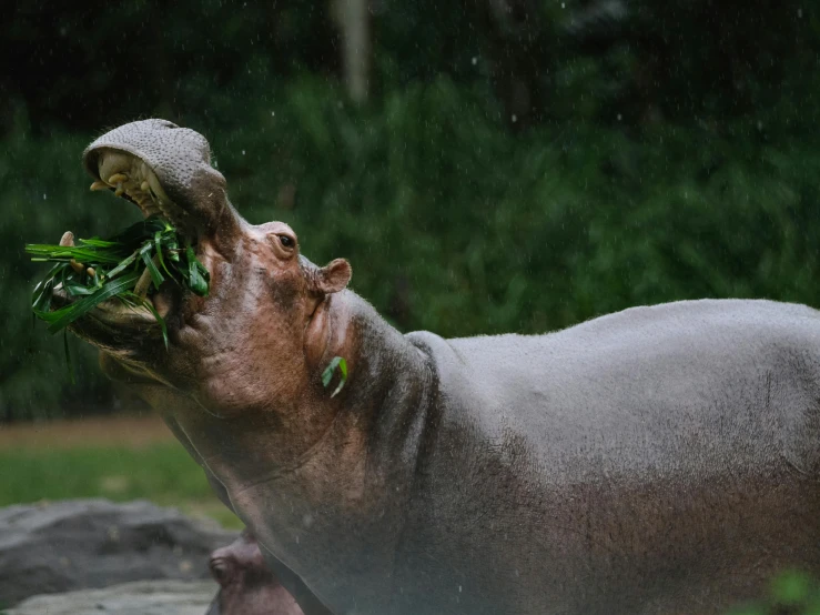 hippo in the rain eating from a piece of green leaves