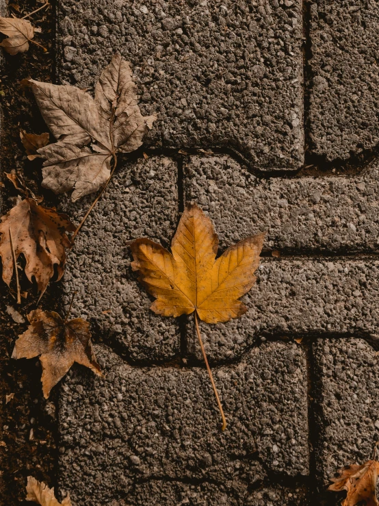 a leaf and flower sit on the brick wall