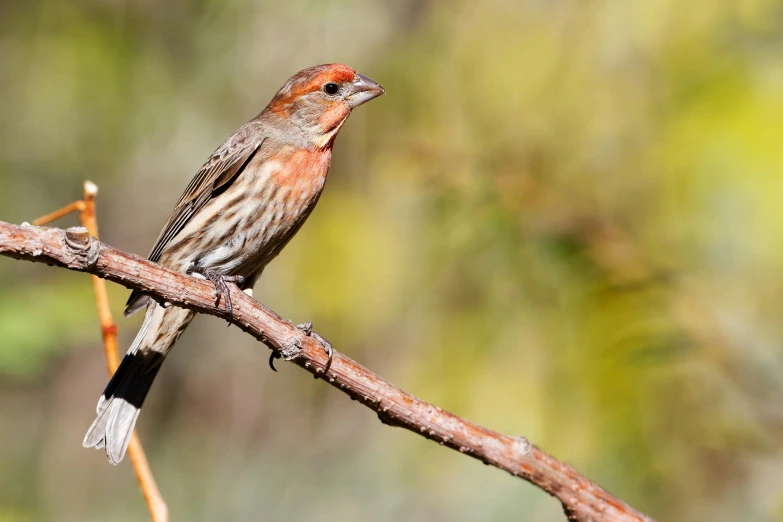 a bird sitting on a tree nch in a forest