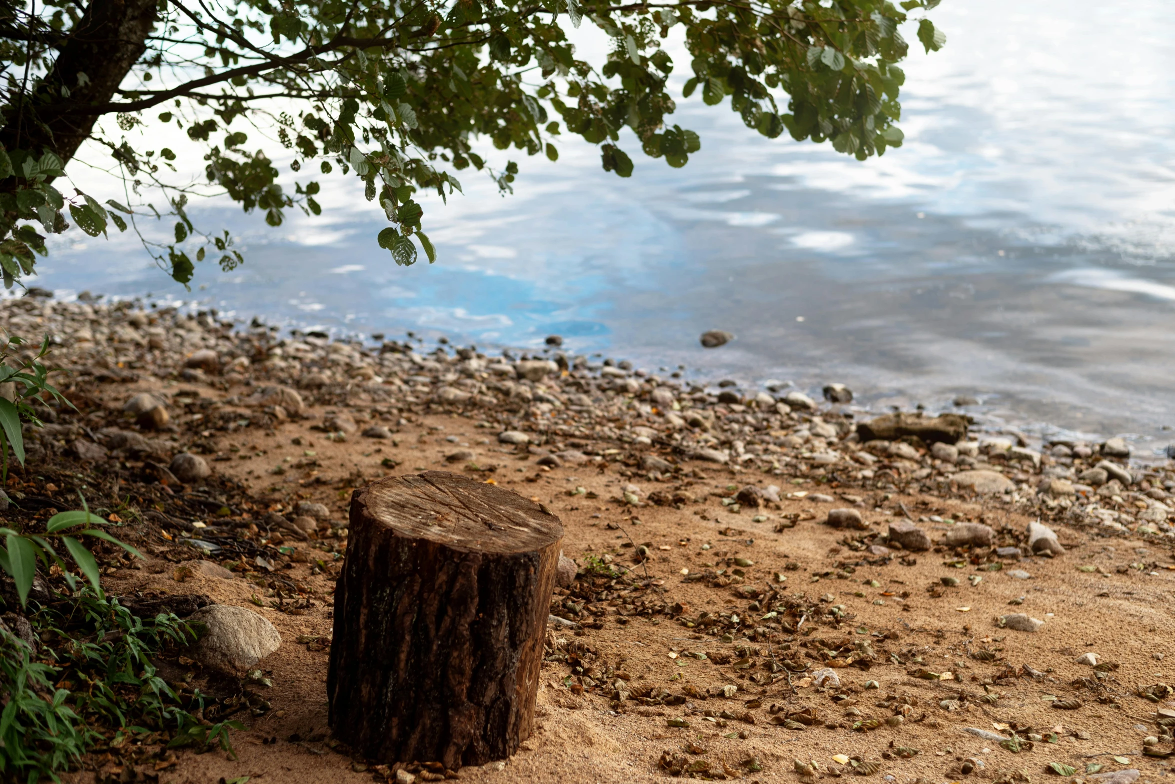 a piece of wood sitting on the shore near the water