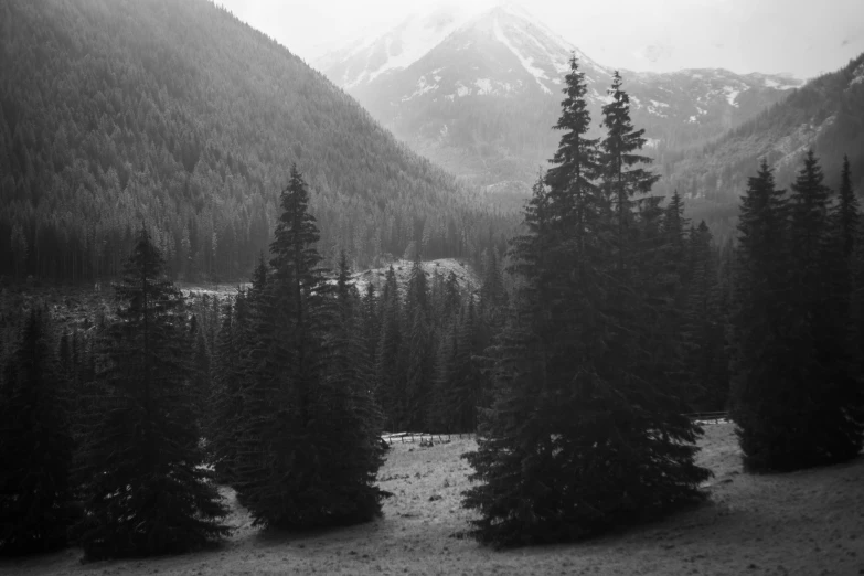 there is a lot of trees and mountains in the snow