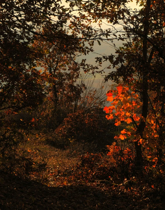 this is a po of a sunlit woods in the fall