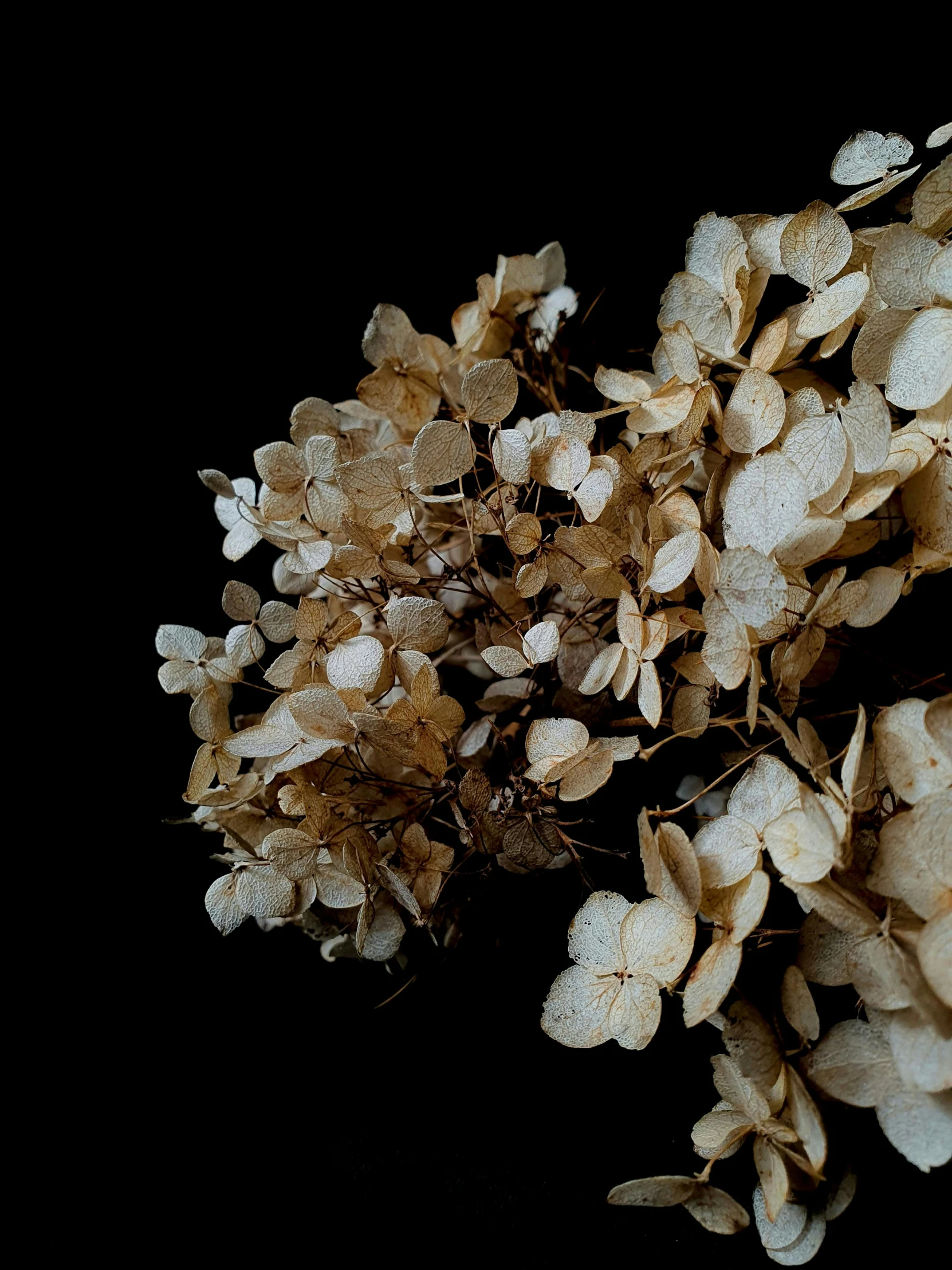 some dried up plants with water drops on them