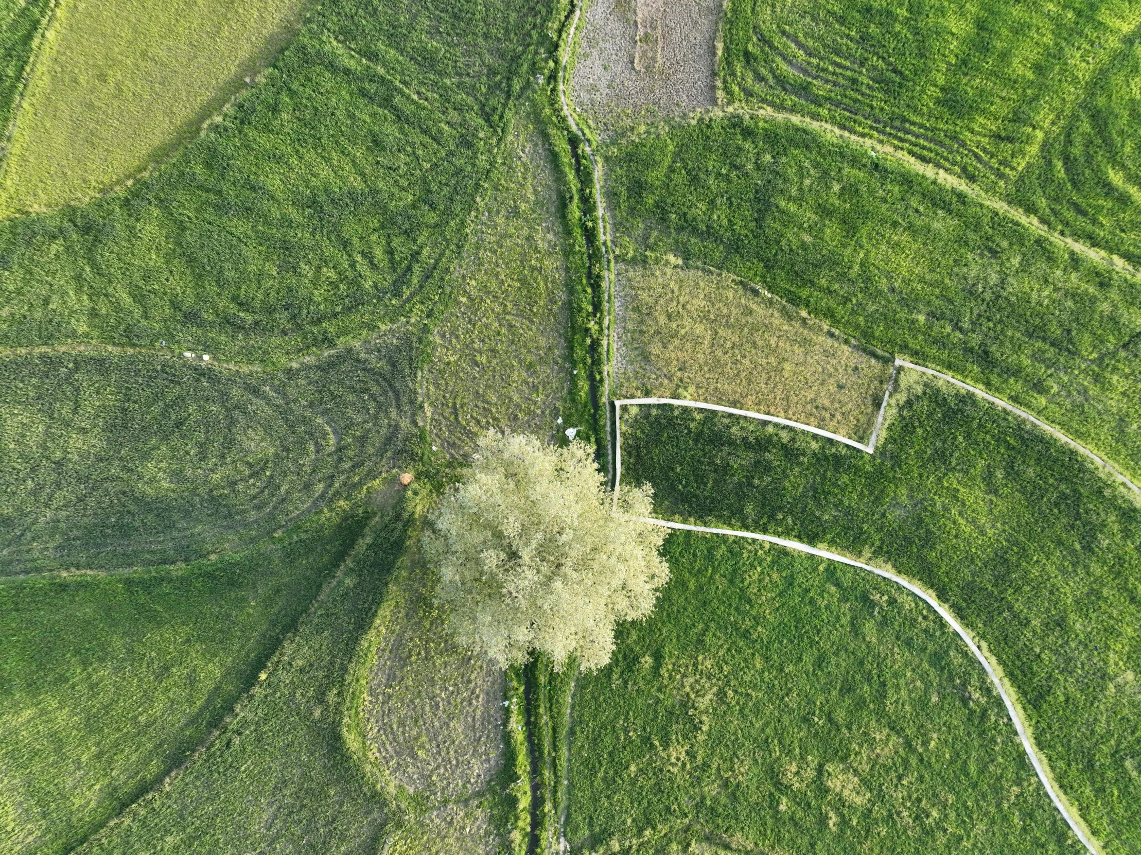 an aerial view of the landscape with a single tree