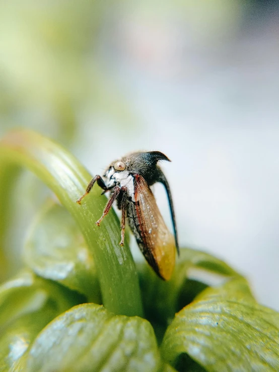 a bug sitting on top of a leaf in the middle of a plant