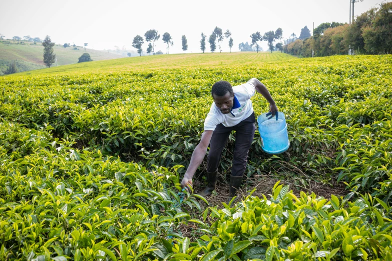 a man is picking tea in the middle of the fields