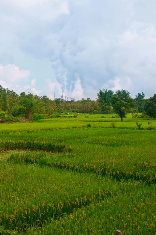 a grassy area has a cloudy sky in the background