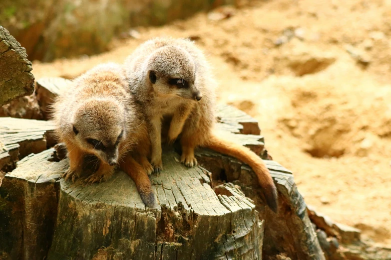 two meerkats sitting on top of a wood log