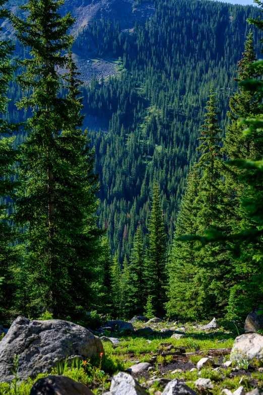 some trees rocks and a large mountain and sky