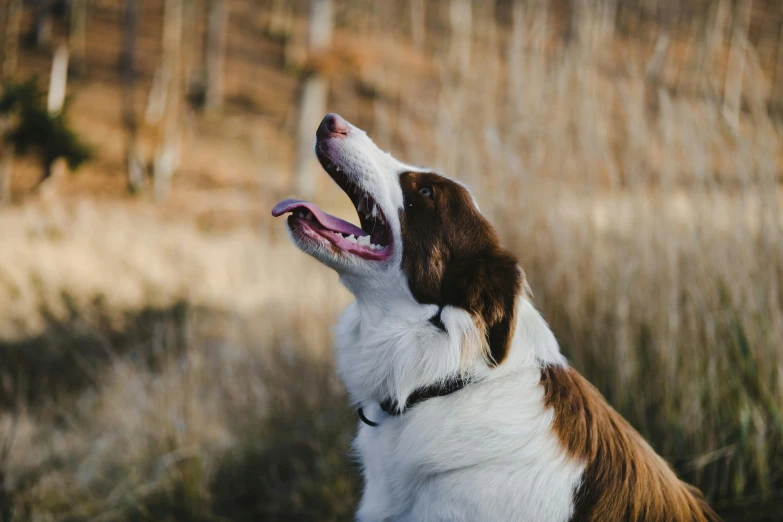 a brown and white dog yawning in front of some trees
