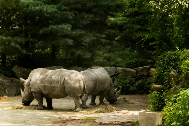 a couple of white rhino standing next to each other