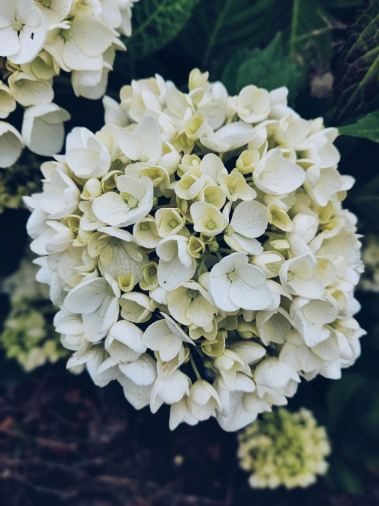 closeup of white and green flowers on ground