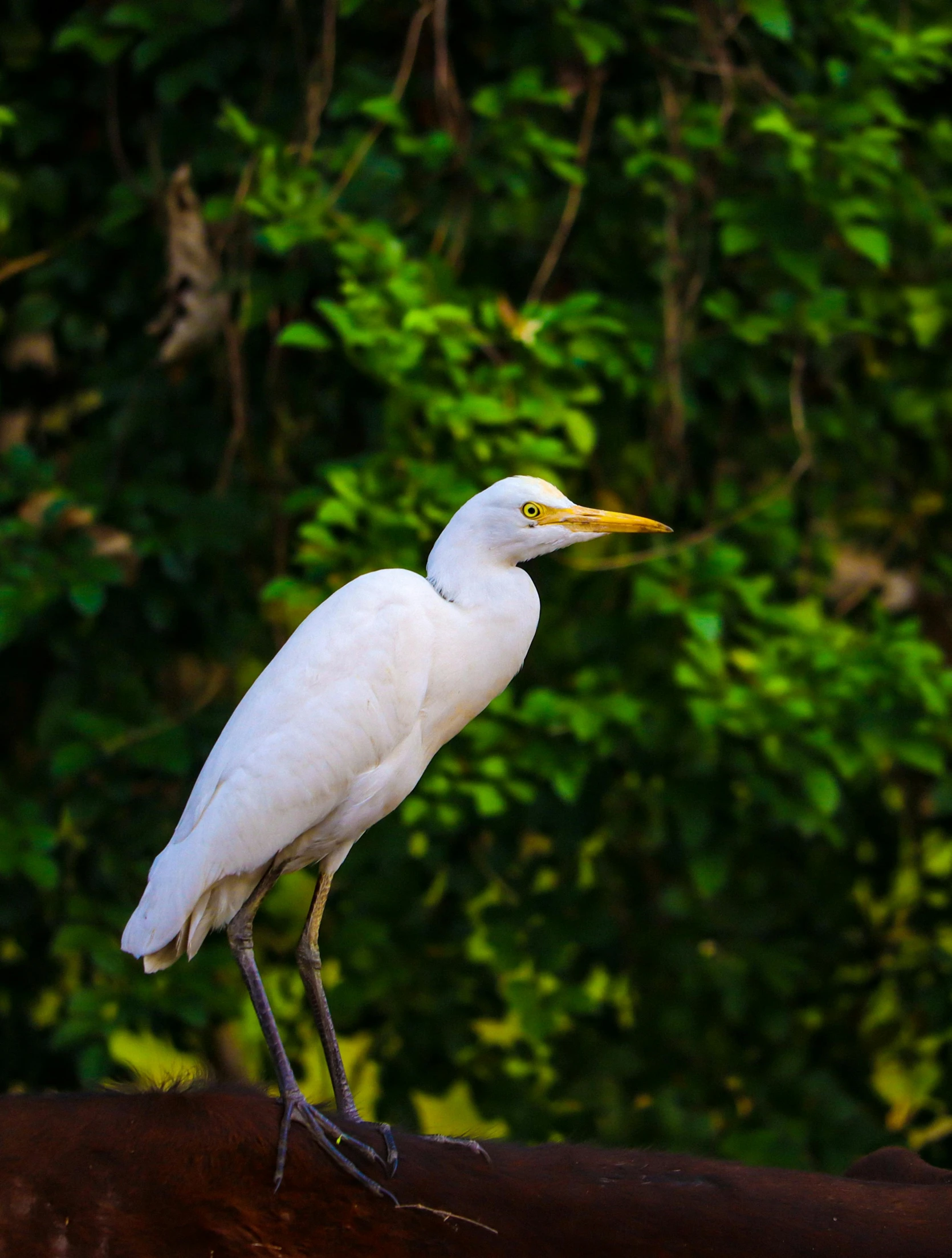 a white bird standing on top of a log near a forest