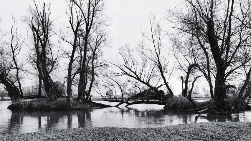 several trees in the water by some dirt