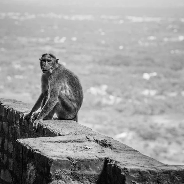 a small black and white monkey on a wall in a city