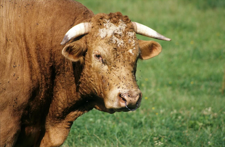 a large brown bull standing in the middle of a green field