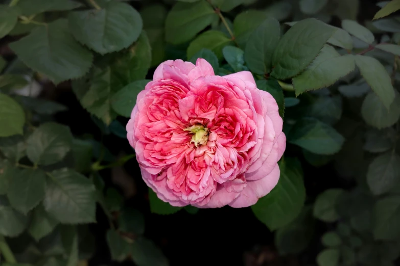 a pink flower is growing in the bush