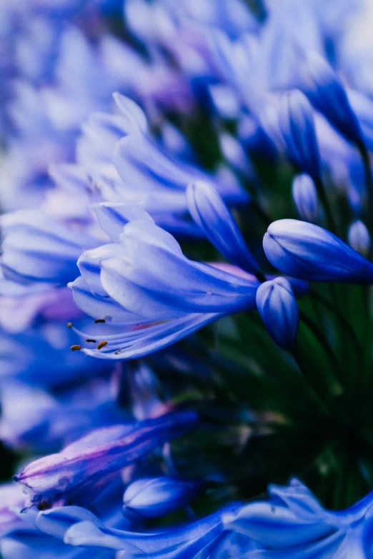 a close up of some pretty blue flowers