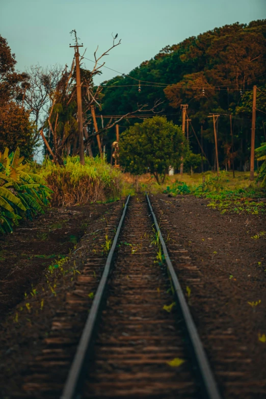 a railway track next to a bunch of trees