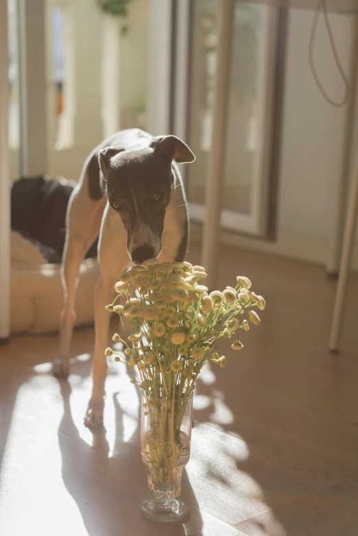 a dog standing on a wooden floor next to flowers in a vase