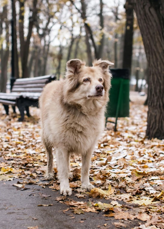 a dog standing in the leaves by a bench