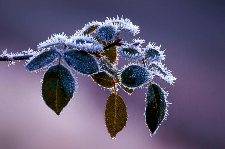 the leaves of the plant are frozen in a dark sky