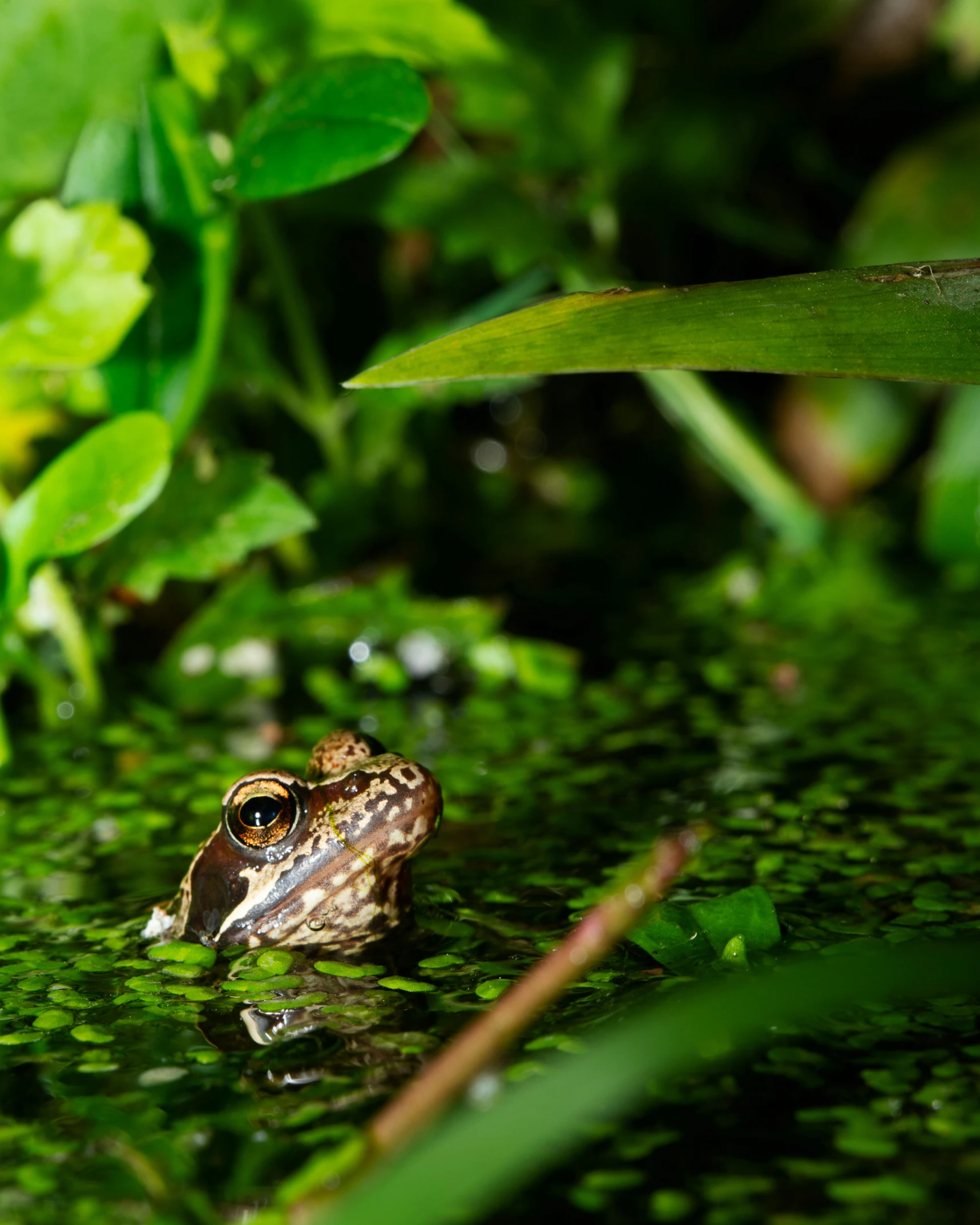 a frog sitting in a swampy pond surrounded by greenery