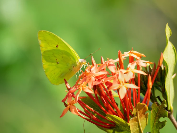 a green erfly is sitting on top of flowers