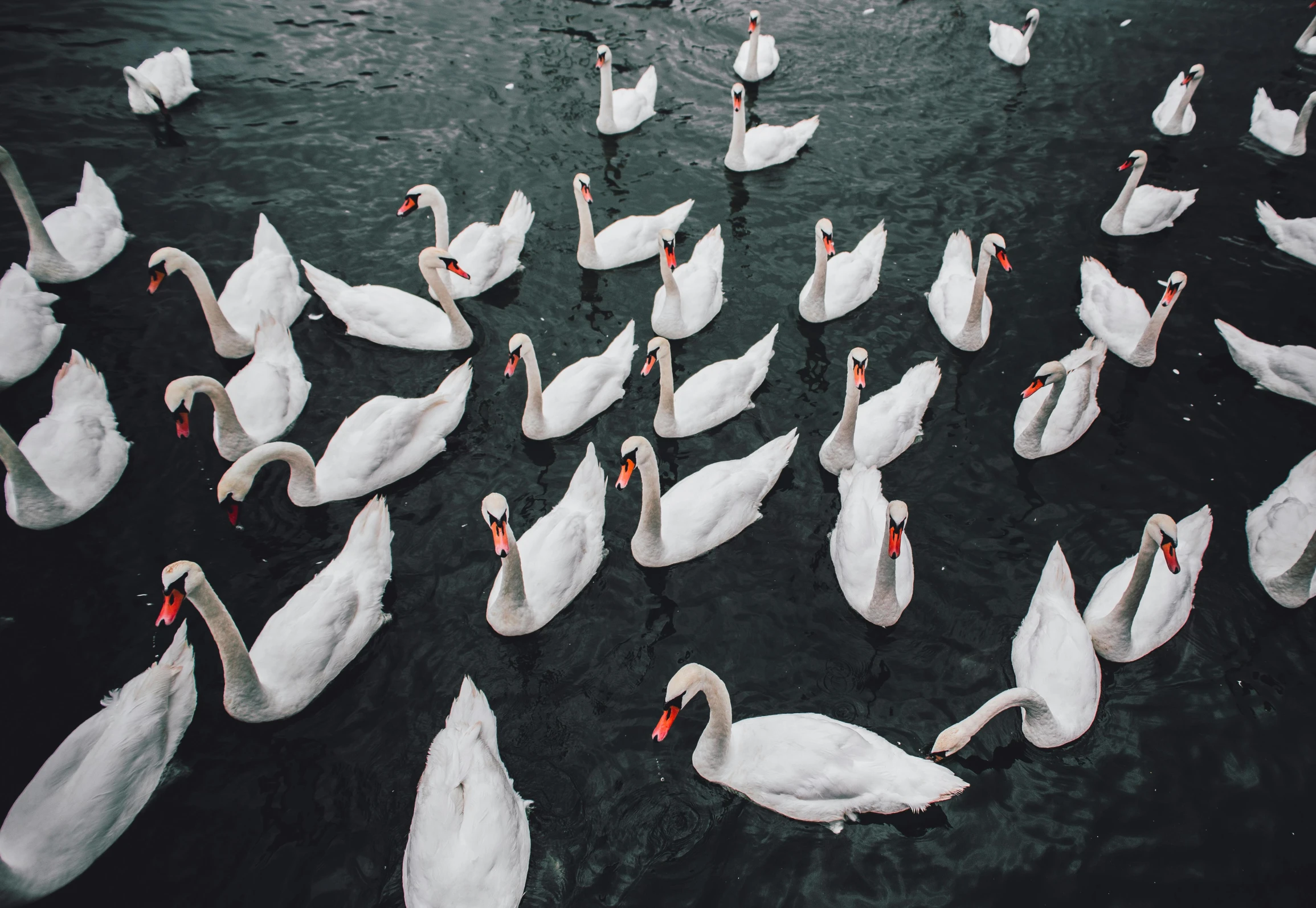 a group of geese and their mate on a lake