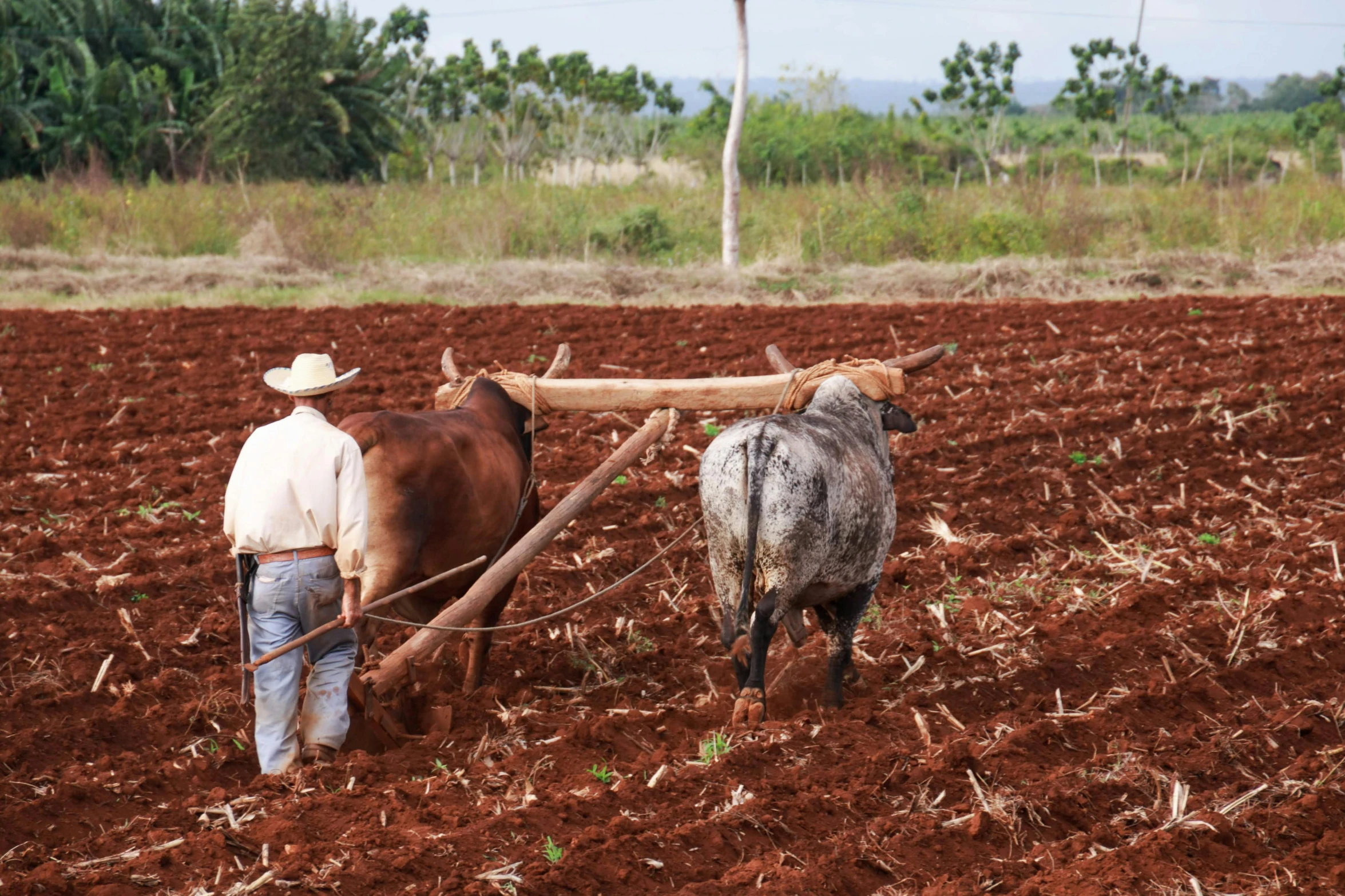 a man tilling the soil with a plow and two goats