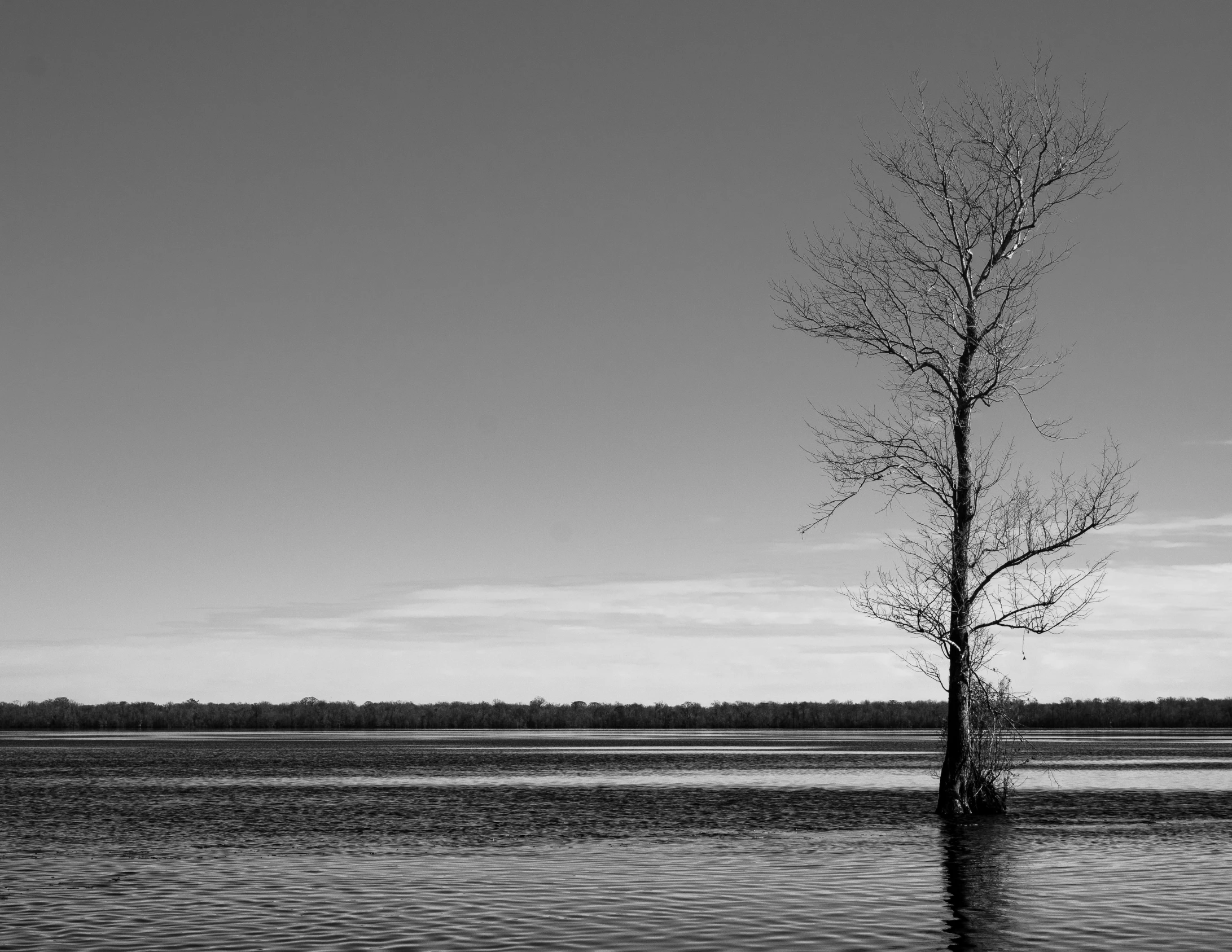 an empty bare tree standing out in the middle of water