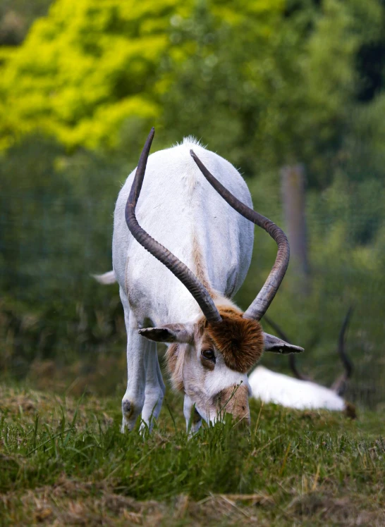 an animal with long horns grazing in the grass