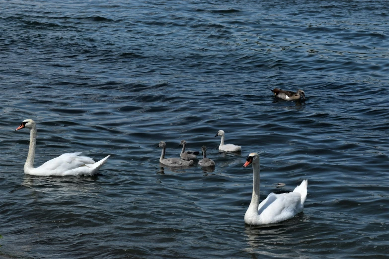 four swans are on the calm waters of the lake