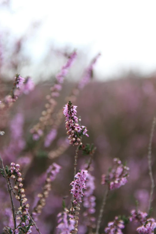 a close up of some purple flowers