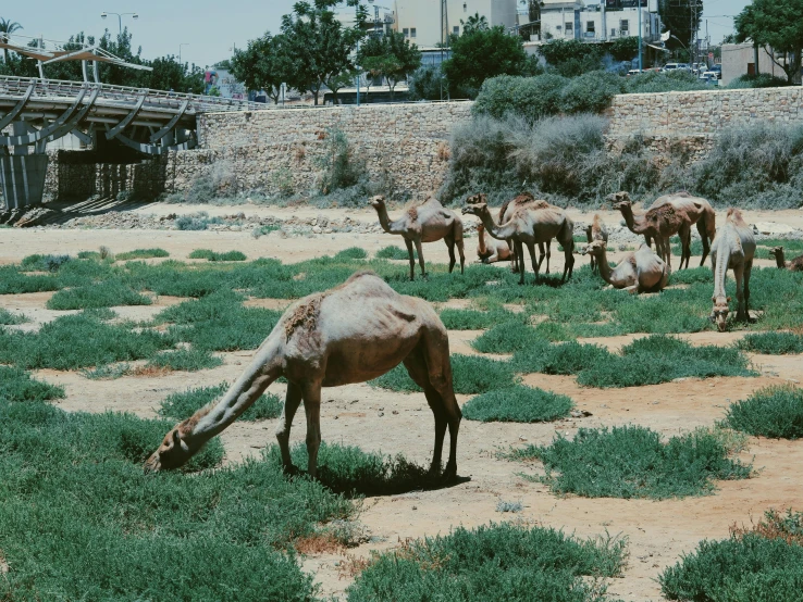 a herd of animals graze in a grass covered area