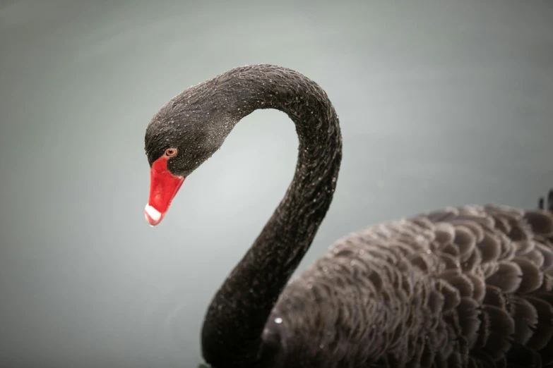 a very cute black swan with its beak open