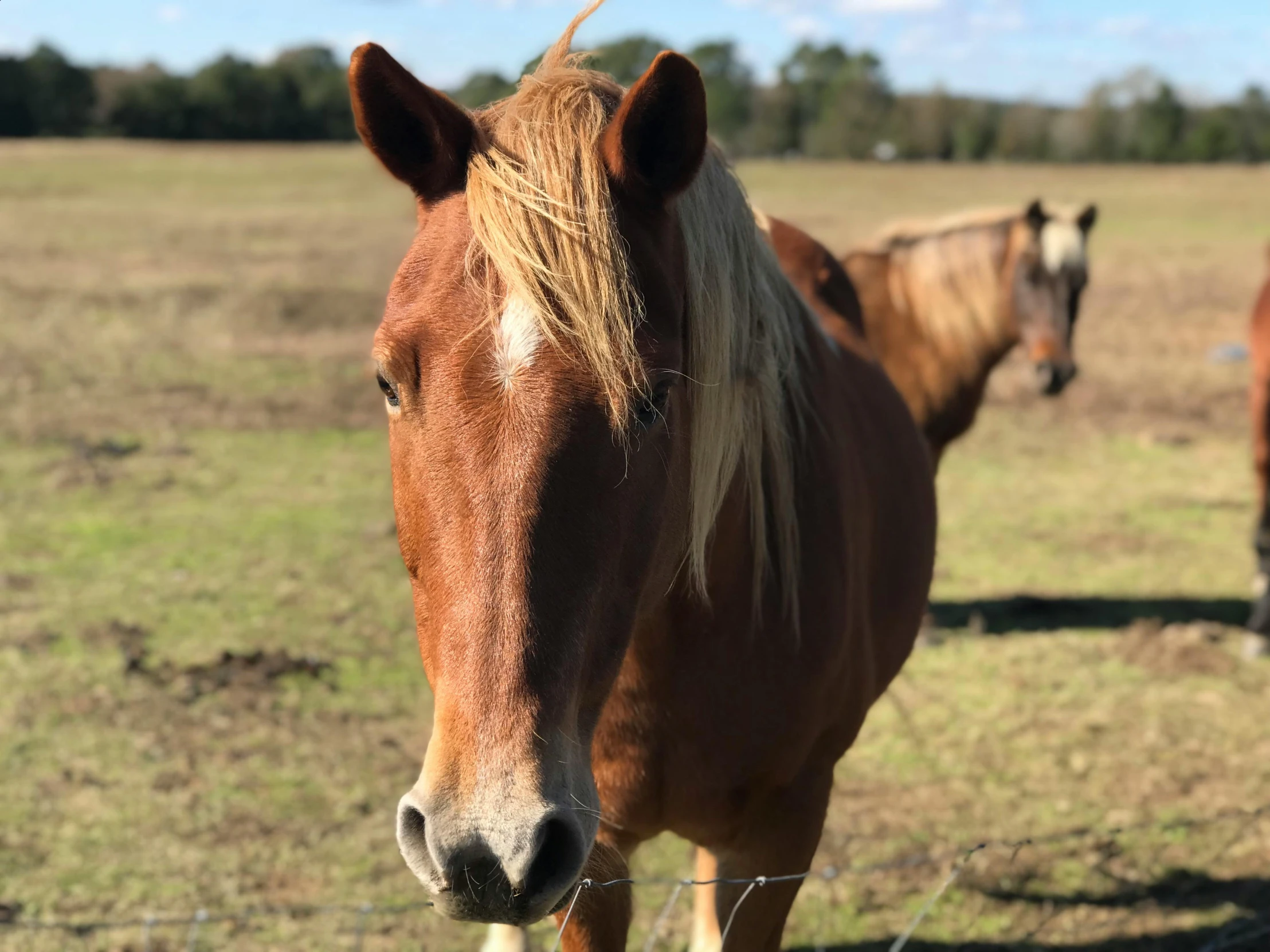 the head of a brown and white horse