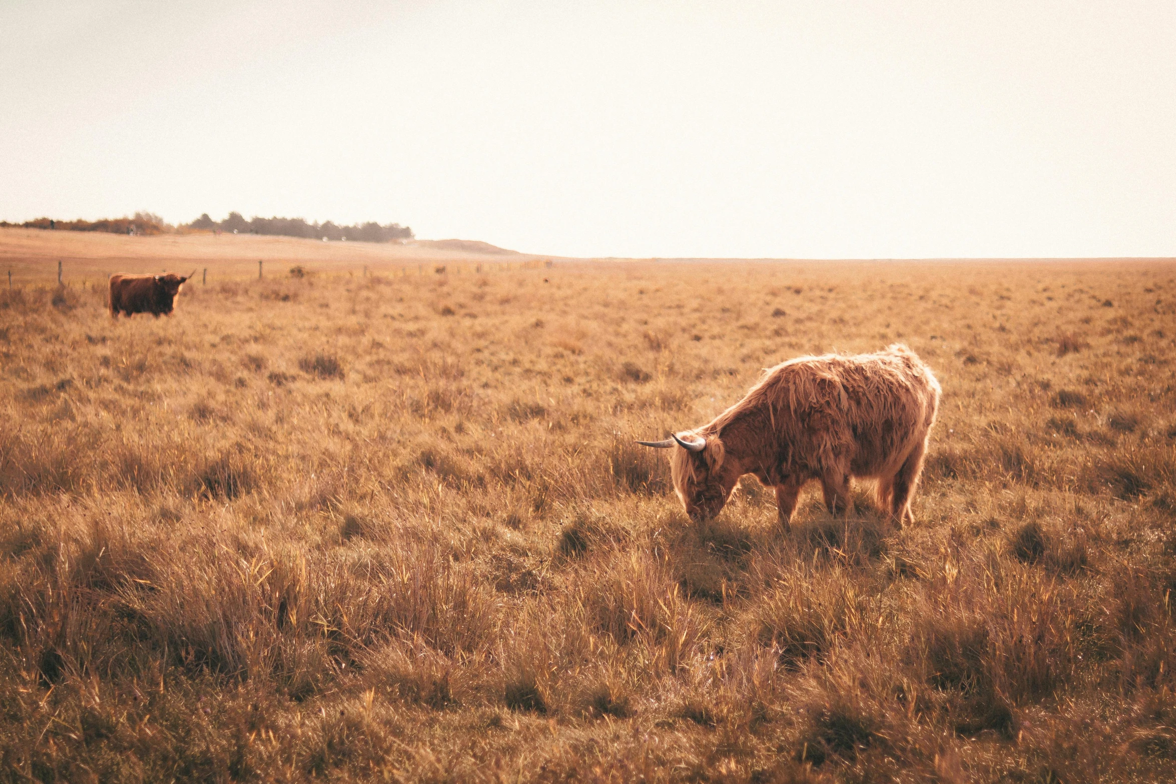 a lone steer in a large grassy field with a cow looking on