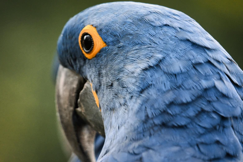 close up of a blue and yellow parrot's face